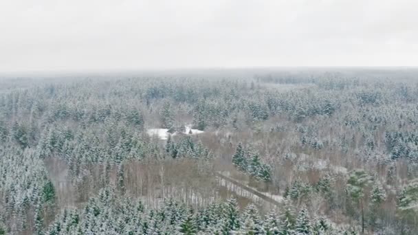 Panning Drone Shot Flight Snow Covered Partial Green Conifer Forest — ストック動画