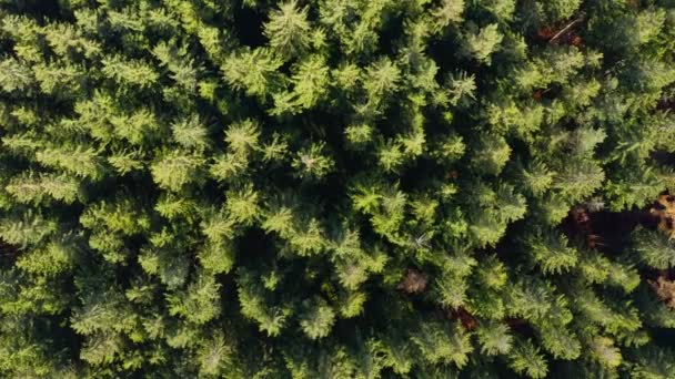 Top Shot Green Forest Confifer Trees Fyling Slowly Get More — Vídeo de Stock