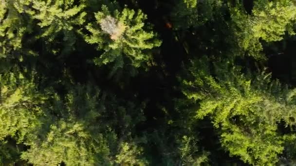 Top Panning Shot Green Conifer Treetops Low Range Filmed Drone — Stock video