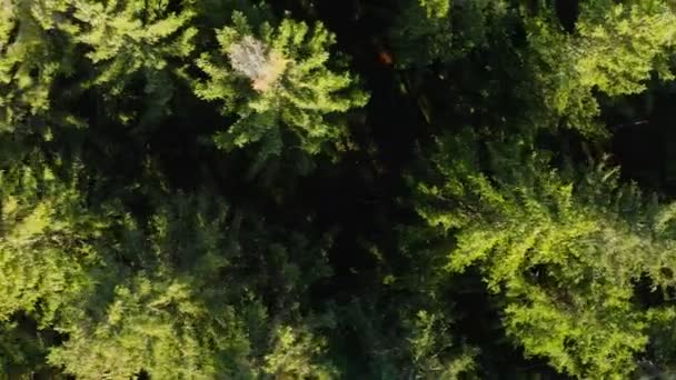 Top Panning Tiro Sobre Coníferas Verdes Copas Baixa Gama Filmado — Vídeo de Stock