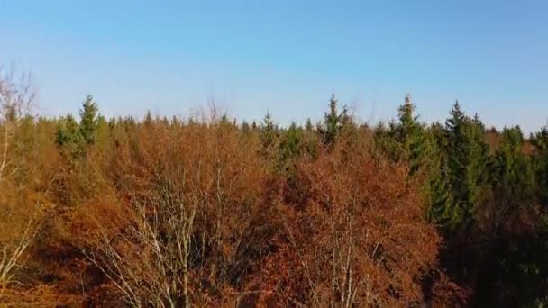 Открытие Выстрел Начинающийся Дерева Летать Беспилотнике Обнаружить Широкий Зеленый Лес — стоковое видео