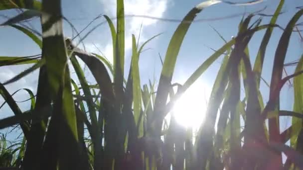 Plantación Caña Azúcar Hermoso Día — Vídeo de stock