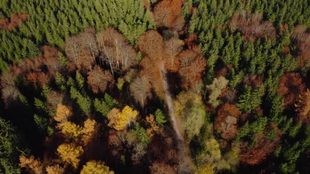 Vista Del Bosque Otoñal Desde Arriba Por Dron Mira Hacia — Vídeos de Stock