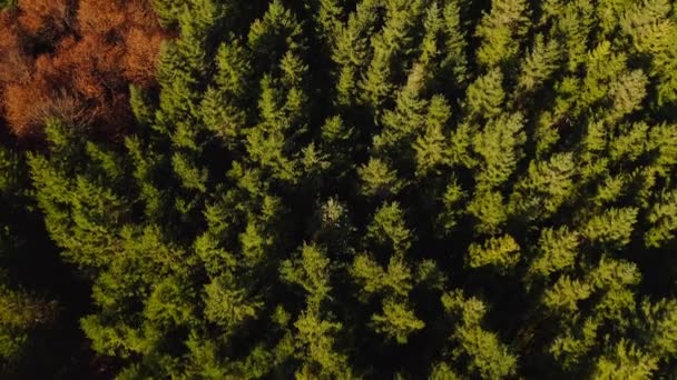 Mira Hacia Abajo Tiro Dron Volando Sobre Bosque Coníferas Verdes — Vídeo de stock