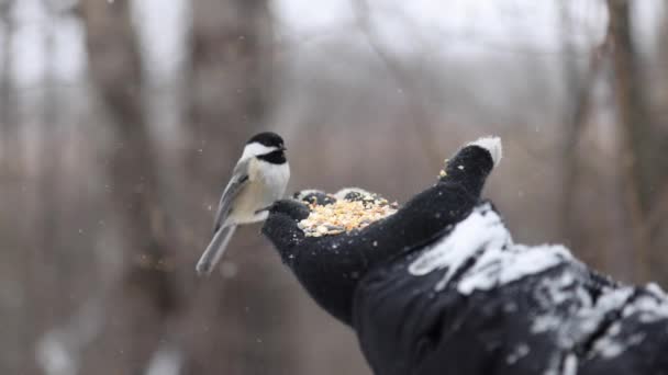 Bird Lands Hand Beautiful Snowfall Slomo Eat Seeds Pov — Stock video