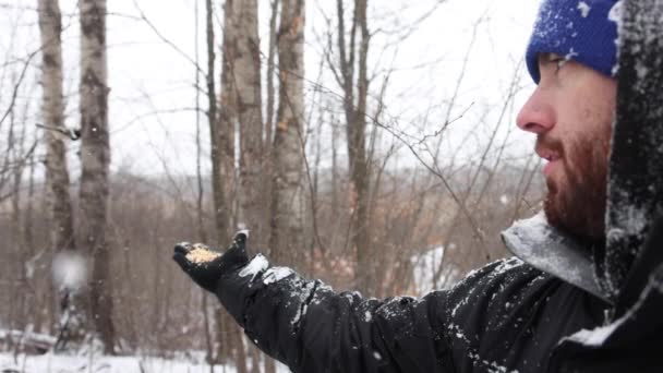 Bird Lands Man Hand Feed Slow Motion Snow Falling — Vídeo de stock