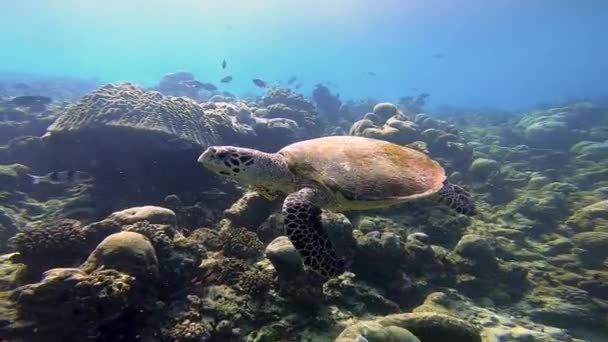 Sea Turtle Swims Shallow Reef Indian Ocean Maldives Equator — ストック動画