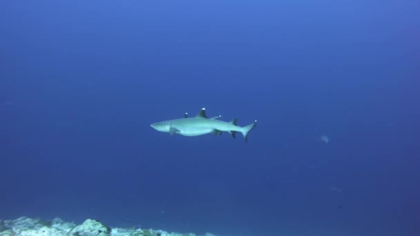 Pregnant White Tip Reef Shark Pass Maldives Scuba Diving — Vídeo de Stock