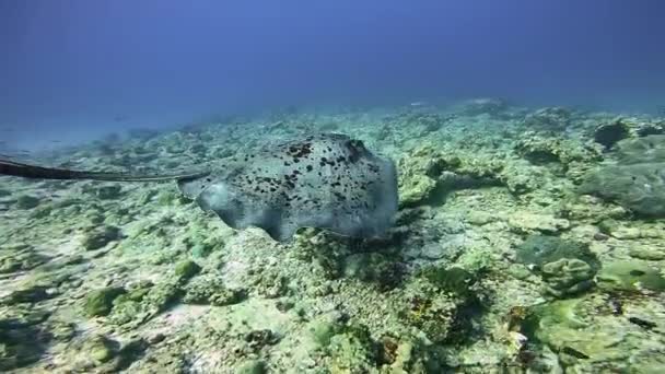 Черные Пятнистые Скаты Проходят Мимо Мелководного Рифа Ныряя Аквалангом Мальдивах — стоковое видео