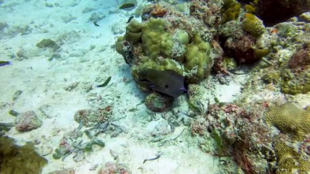 Moray Yılan Balığı Sığ Resiflerde Mercanların Arasında Saklanıyor Ekvator Maldivler — Stok video