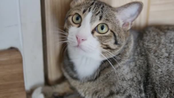 Close Footage Cat Staring Wondering — Video