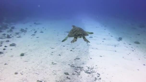 Chasing Sea Turtle Clear Blue Water While Scuba Diving Maldives — ストック動画