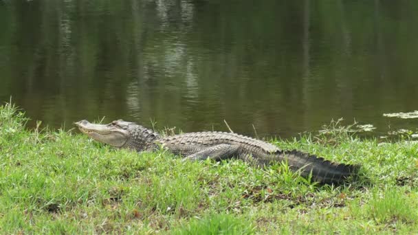 Large Alligator Rests Grass Florida Public Pond — Stock Video