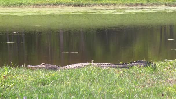 Long Body Alligator Warms Itself Sunshine Florida Pond — Stock video