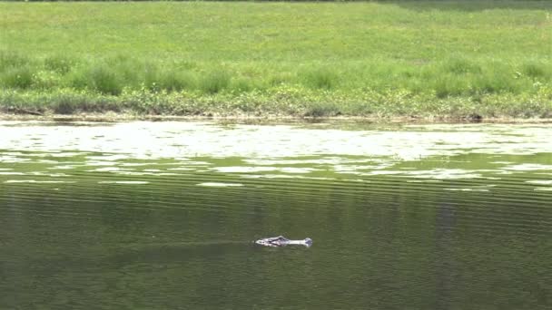Alligator Quietly Swims Florida Pond Tracking — Stockvideo