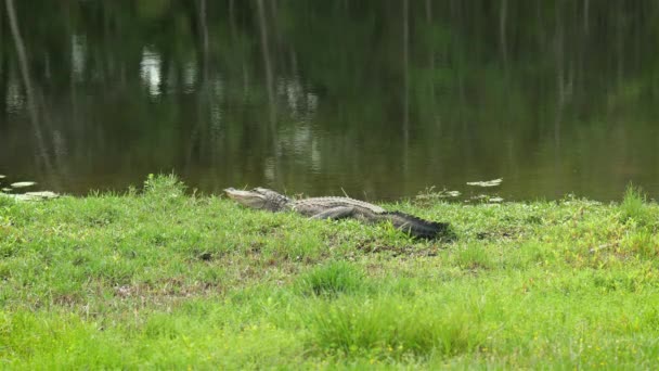 Крупный Аллигатор Возле Общественного Пруда Флориде — стоковое видео