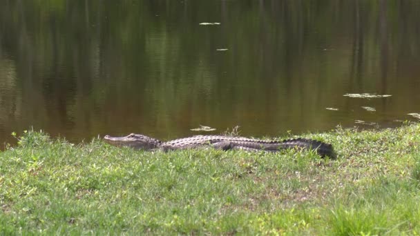 Large Alligator Rests Grass Florida Pond — Vídeos de Stock