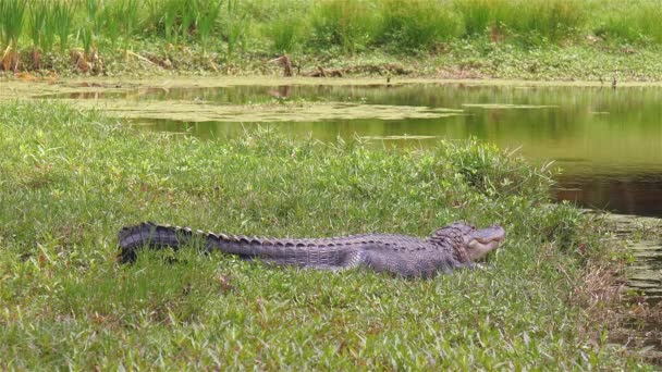 Large Alligator Lays Grass Public Pond Florida — Stockvideo