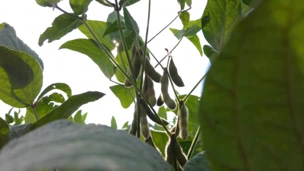 在蓝天的阳光下 田里的大豆 — 图库视频影像