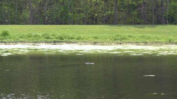 Alligator Quietly Swims Florida Pond Tracking — Stockvideo