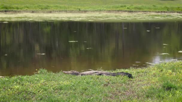 Alligator Rests Long Body Grass Pond Florida Neighborhood — Stockvideo