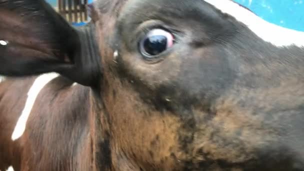 Baby Calf Farm Super Closeup Mouth Eyes — Αρχείο Βίντεο