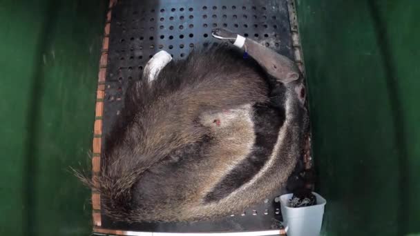 Giant Anteater Yang Terluka Setelah Pantanal Wildfire Rehabilitasi Pusat Penyelamatan — Stok Video