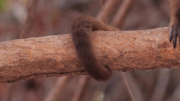 Capuchin Monkey Prehensile Tail Holding Folded Tree Branch South America — Αρχείο Βίντεο