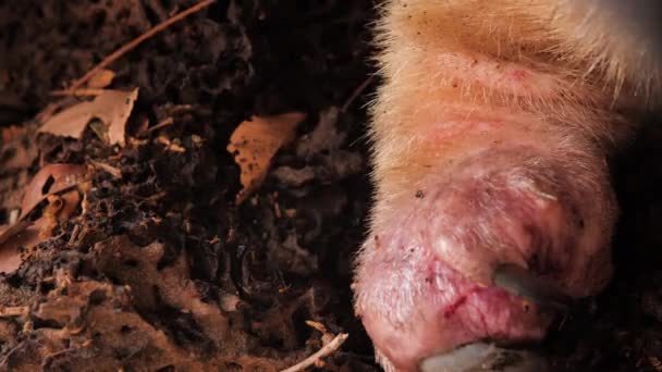 Termites Closeup Moving While Southern Anteater Injury Paw Them — Vídeos de Stock