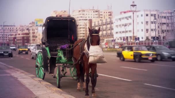 Wijd Schot Een Paard Hantoor Tijdens Het Eten Voorkant Van — Stockvideo