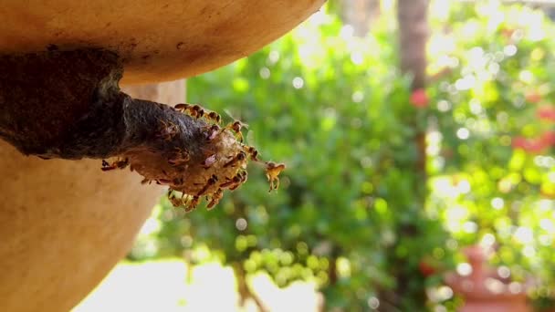 Jatai Bee Hive Closeup Macro — Stock video