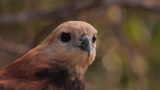 Face Closeup Busarellus Nigricollis Gaviao Belo Black Collared Hawk South — Vídeos de Stock