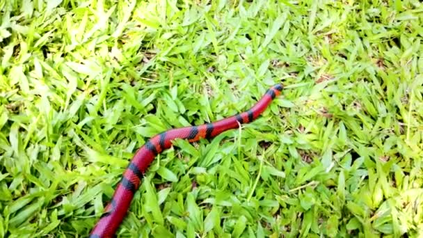 Lampropeltis Triangulum Широко Известный Молочная Змея Молочная Змея Является Видом — стоковое видео