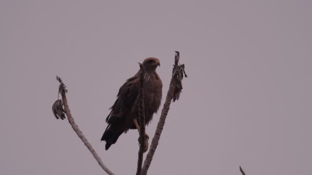 Kite Predatory Bird Twig Pantanal — Stockvideo