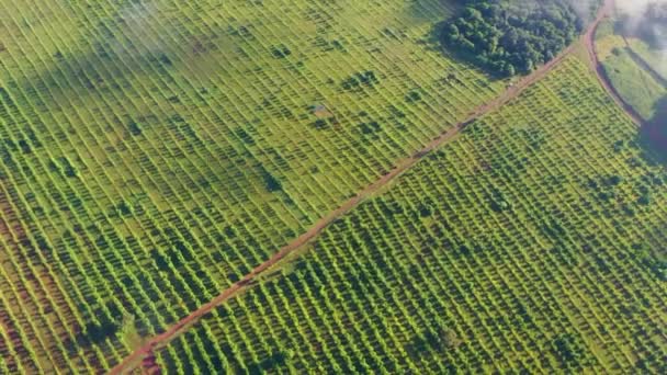 Africká Bambusová Farma Natočená Dronu — Stock video