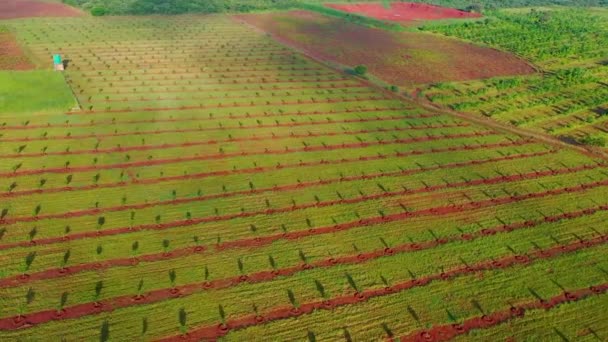 Fazenda Bambu Africana Filmada Drone — Vídeo de Stock