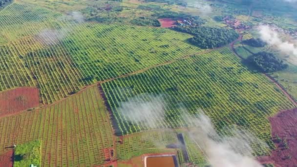 African Bamboo Farm Filmed Drone — Video