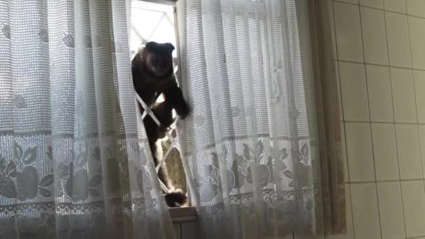 Macaco Prego Uma Janela Entrando Preparando Invasão Uma Casa Para — Vídeo de Stock