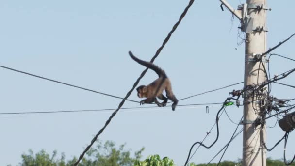 Monkey Balancing One Electric Wire While Moves Crossing Street — Video Stock