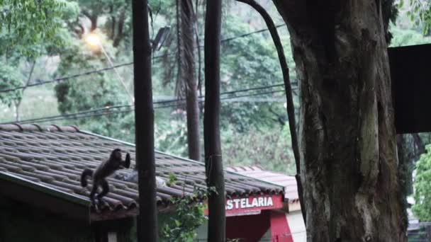 Macaco Prego Salta Telhado Para Árvores Câmera Lenta Uma Cidade — Vídeo de Stock