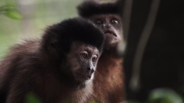 Capuchin Monkey Emotionally Looks Beautiful Side Light — Vídeos de Stock