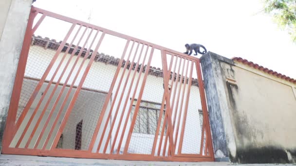 Capuchin Monkey Arrives Jumps Gate While Other Monkeys Move Walls — ストック動画