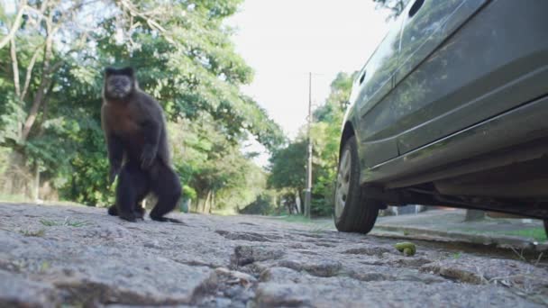 Capuchin Monkey Road Comes Leaves Running Brazil Low Angle Camera — 비디오