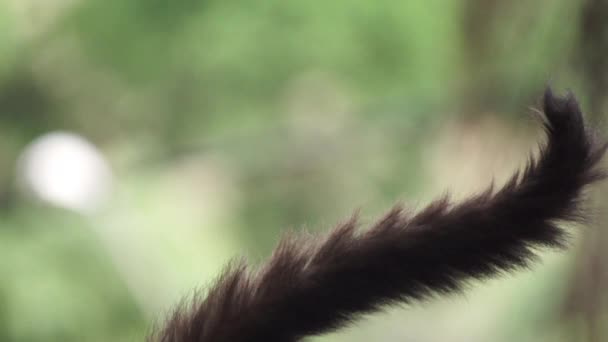 Queue Singe Détail Gros Plan Laisse Cadre — Video