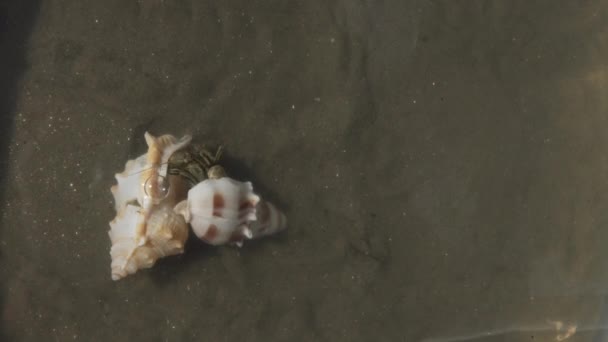 Hermit Crab Swapping Shell Interesting Behaviour Moves Bigger One — Stok video