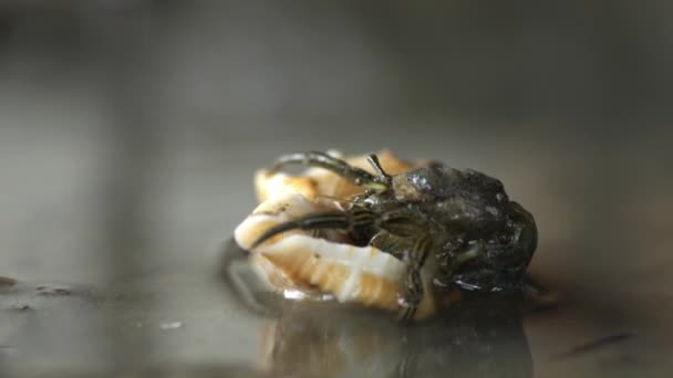 Closeup Caranguejo Eremita Encontra Entra Nova Concha Gastropoda Ajustando Seu — Vídeo de Stock