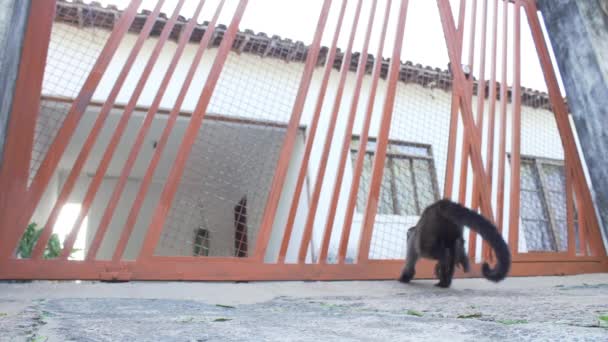 Monkey Arrives Looks House Jumping Gate Low Camera Angle Slow — Vídeo de Stock