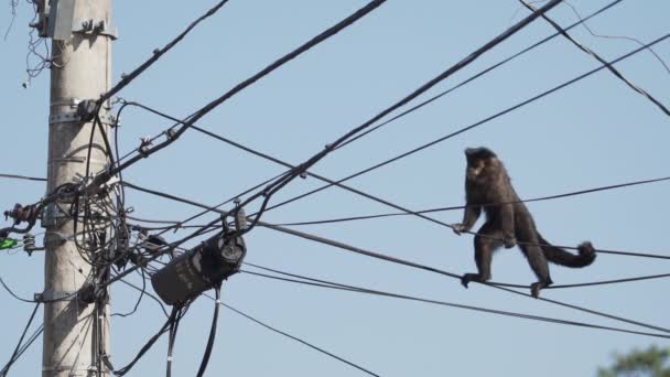 Monkey Balances Standing Wire While Moves Lighting Post Too Many — Vídeo de stock