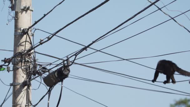 Monkey Balances Electric Wires While Moves Lighting Post Full Wires — Video Stock