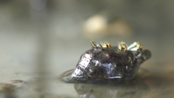 Hermit Crab Legs Eyes Appearing Hidden Shell Macro Shot — Stok video